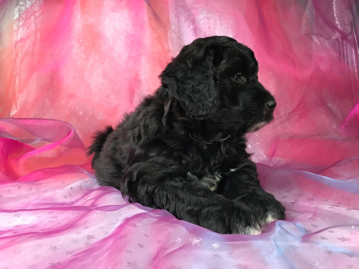 Professionally bred Mini Bernedoodle Puppies for Sale $1800